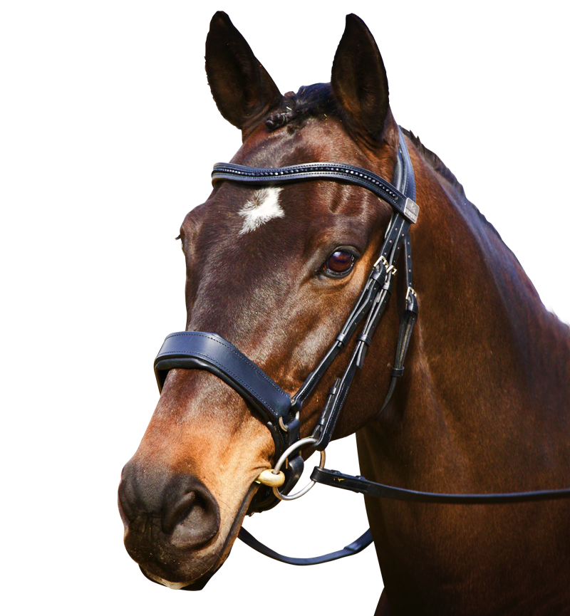 Complete Fairfax Snaffle Bridle with Cavesson Noseband